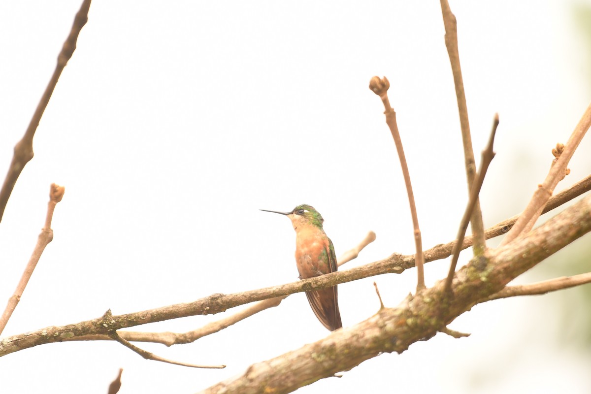 kolibřík brazilský - ML646494409