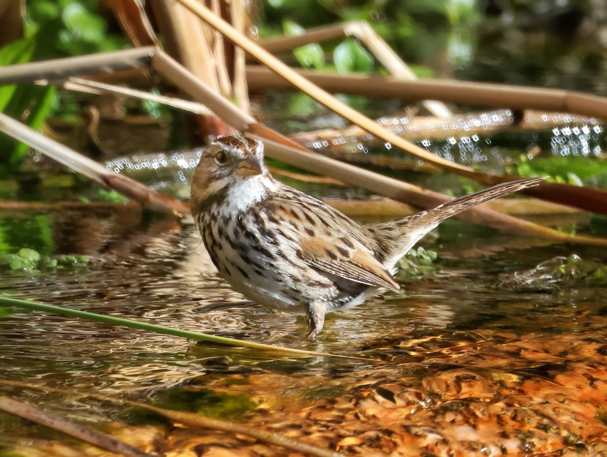 גיבתונית רוננת - ML646494420