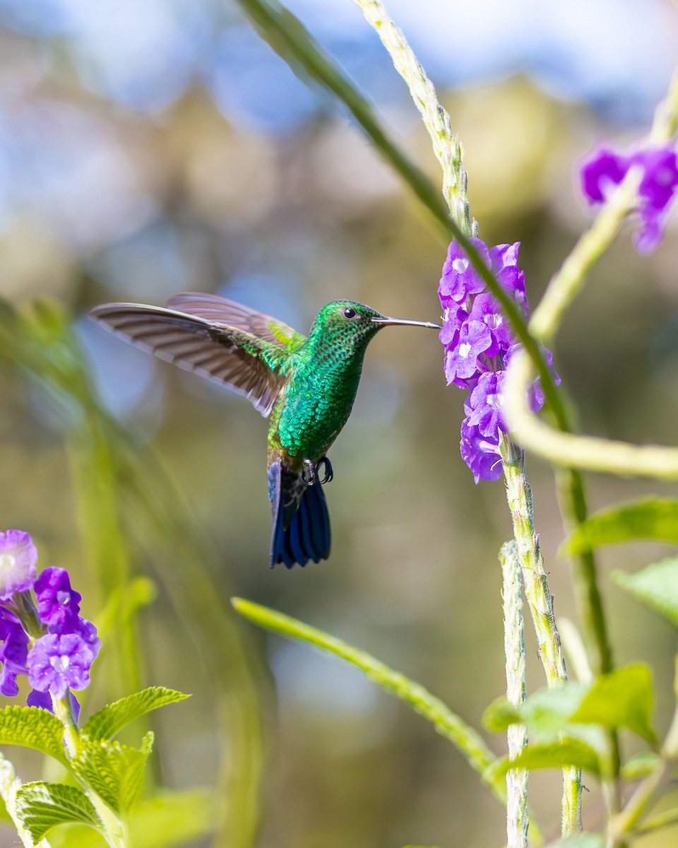 Blue-vented Hummingbird - ML646494421