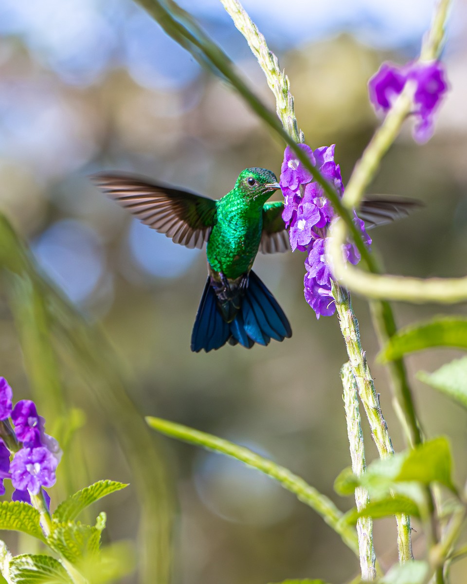 Blue-vented Hummingbird - ML646494422