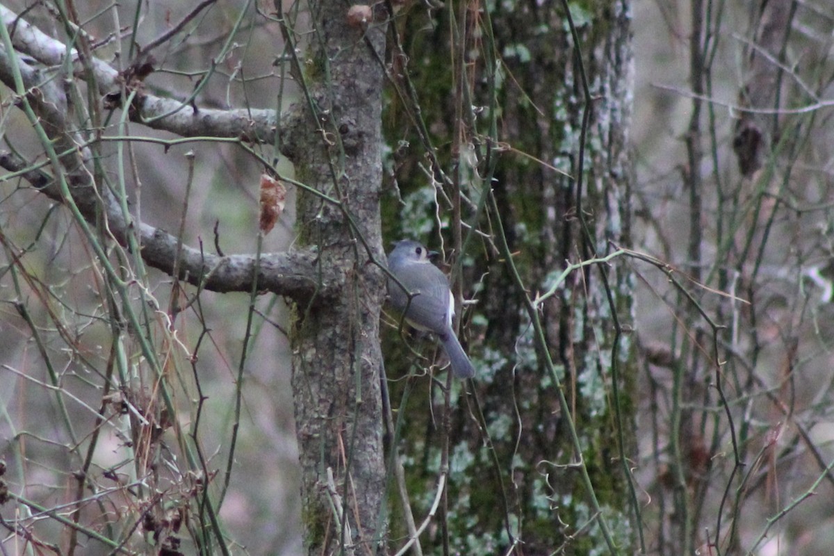 Tufted Titmouse - ML646494424