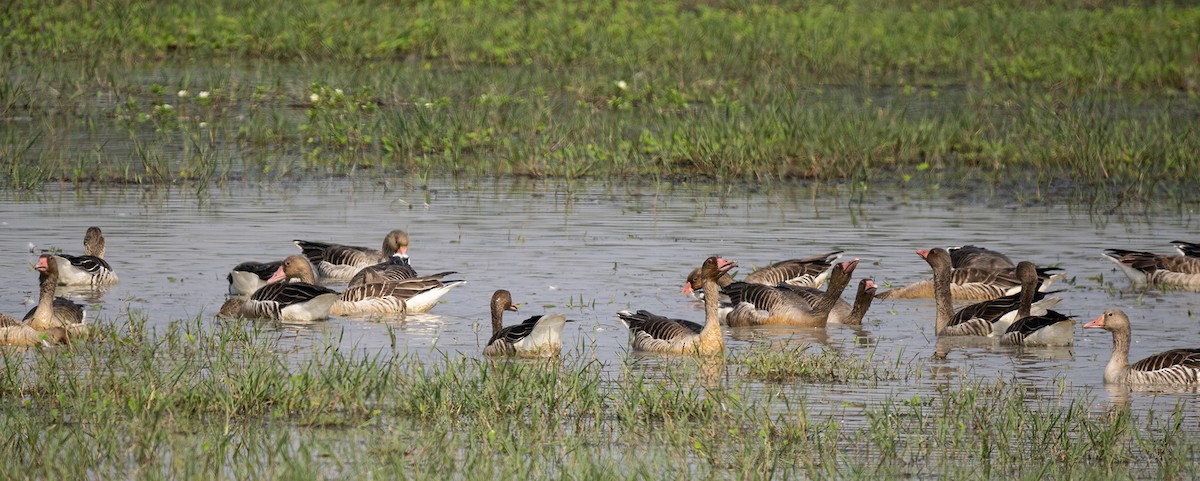 Graylag Goose - ML646494425