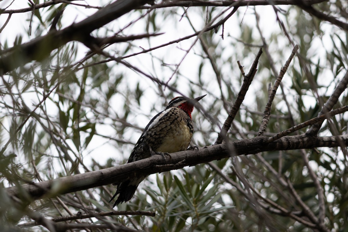 Red-naped Sapsucker - ML646494428