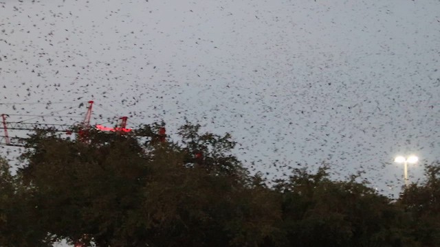 ムラサキツバメ - ML646494431