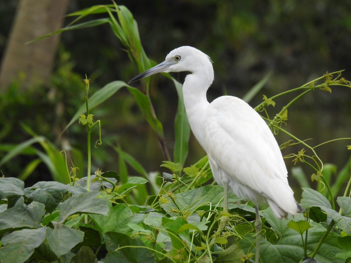 Little Blue Heron - ML646494438