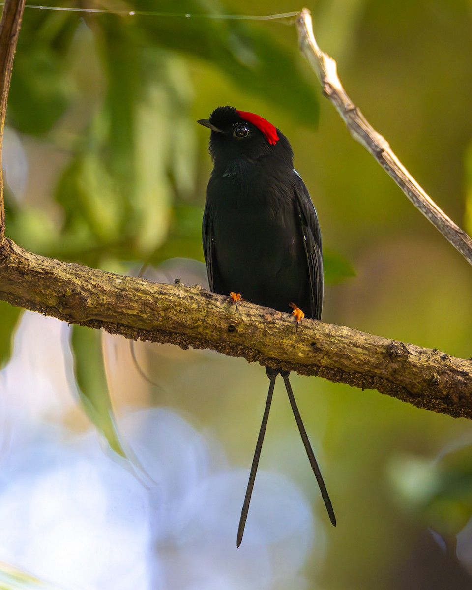 Long-tailed Manakin - ML646494441