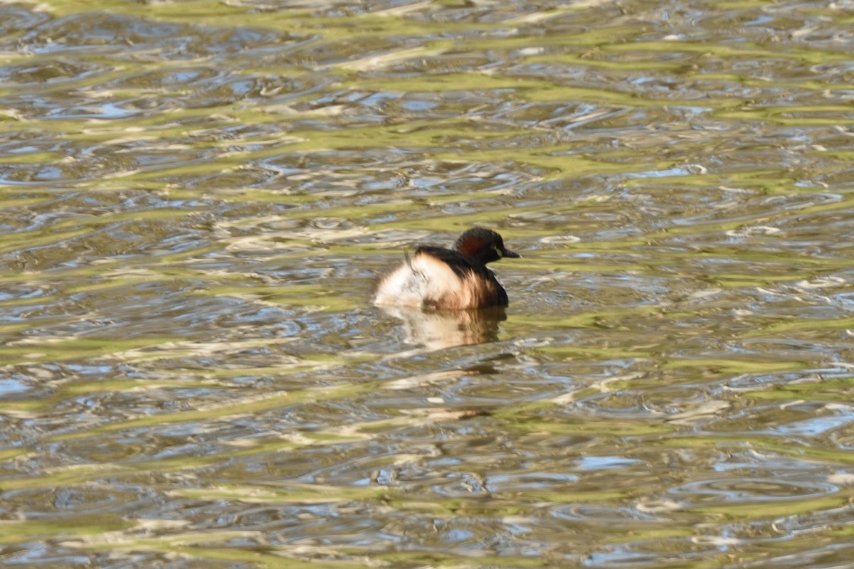 Australasian Grebe - ML646494444