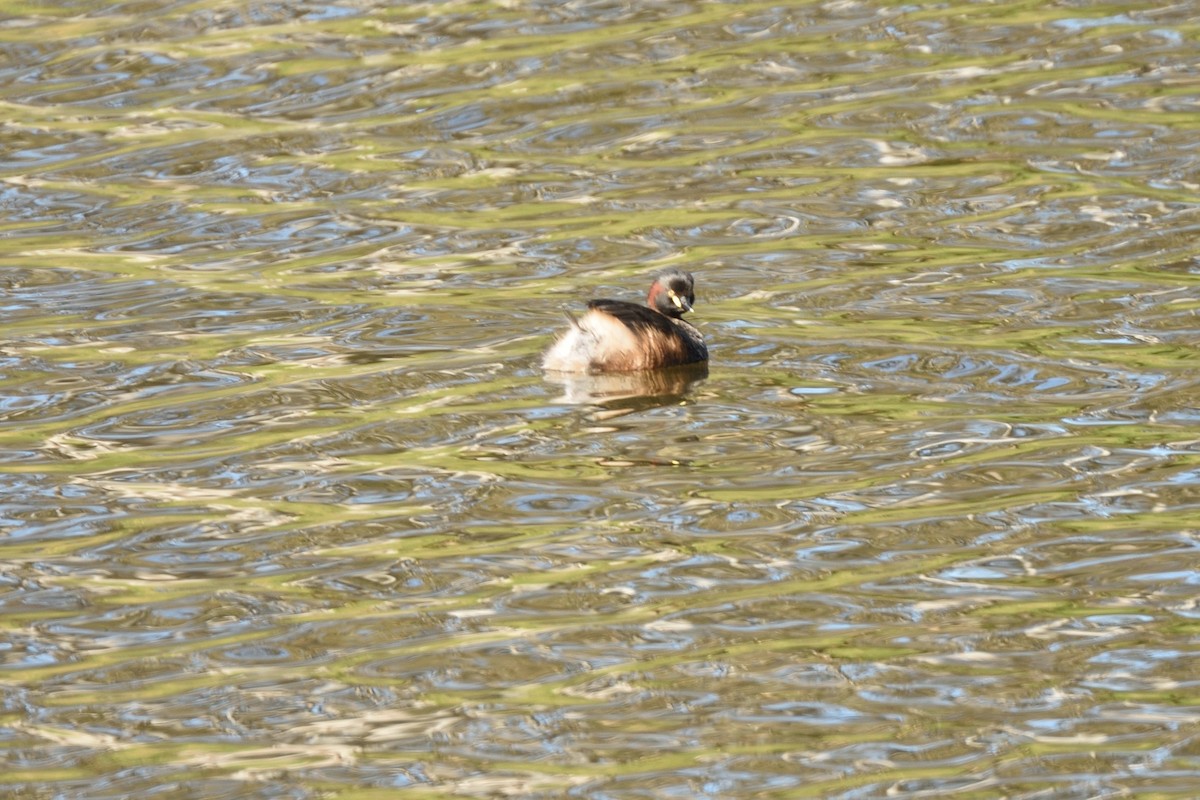 Australasian Grebe - ML646494445