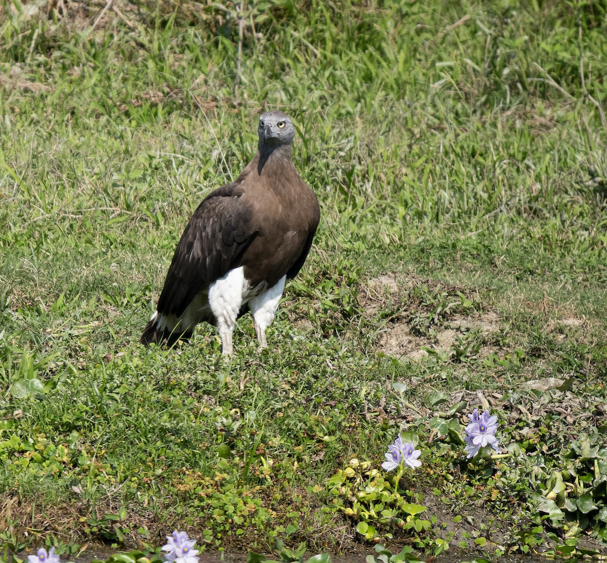Gray-headed Fish-Eagle - ML646494450
