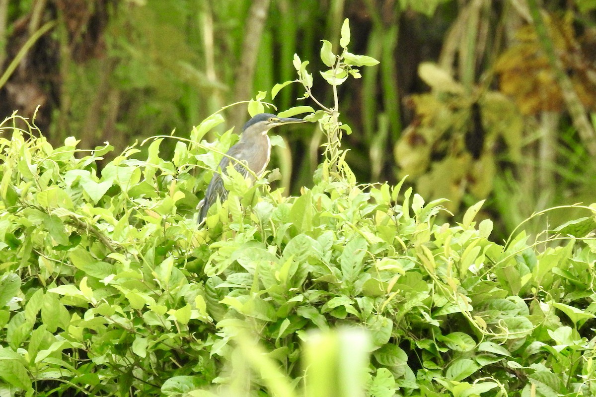 Striated Heron - ML646494451