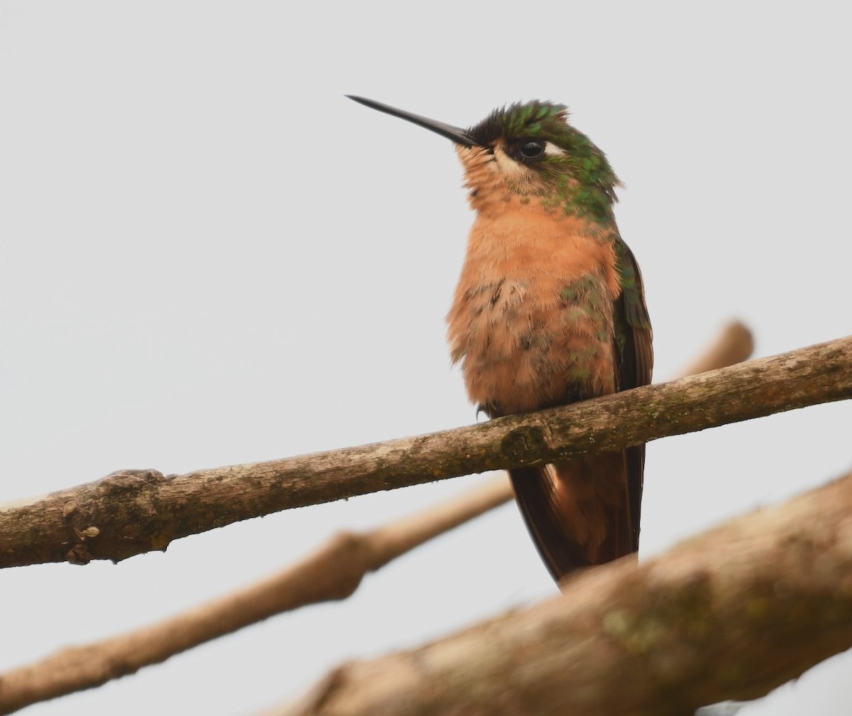 kolibřík brazilský - ML646494452