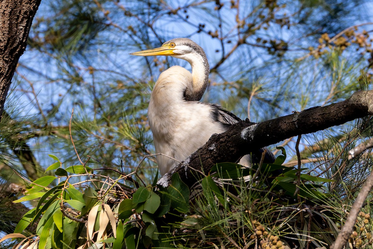 Australasian Darter - ML646494453