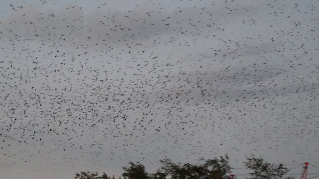 ムラサキツバメ - ML646494454