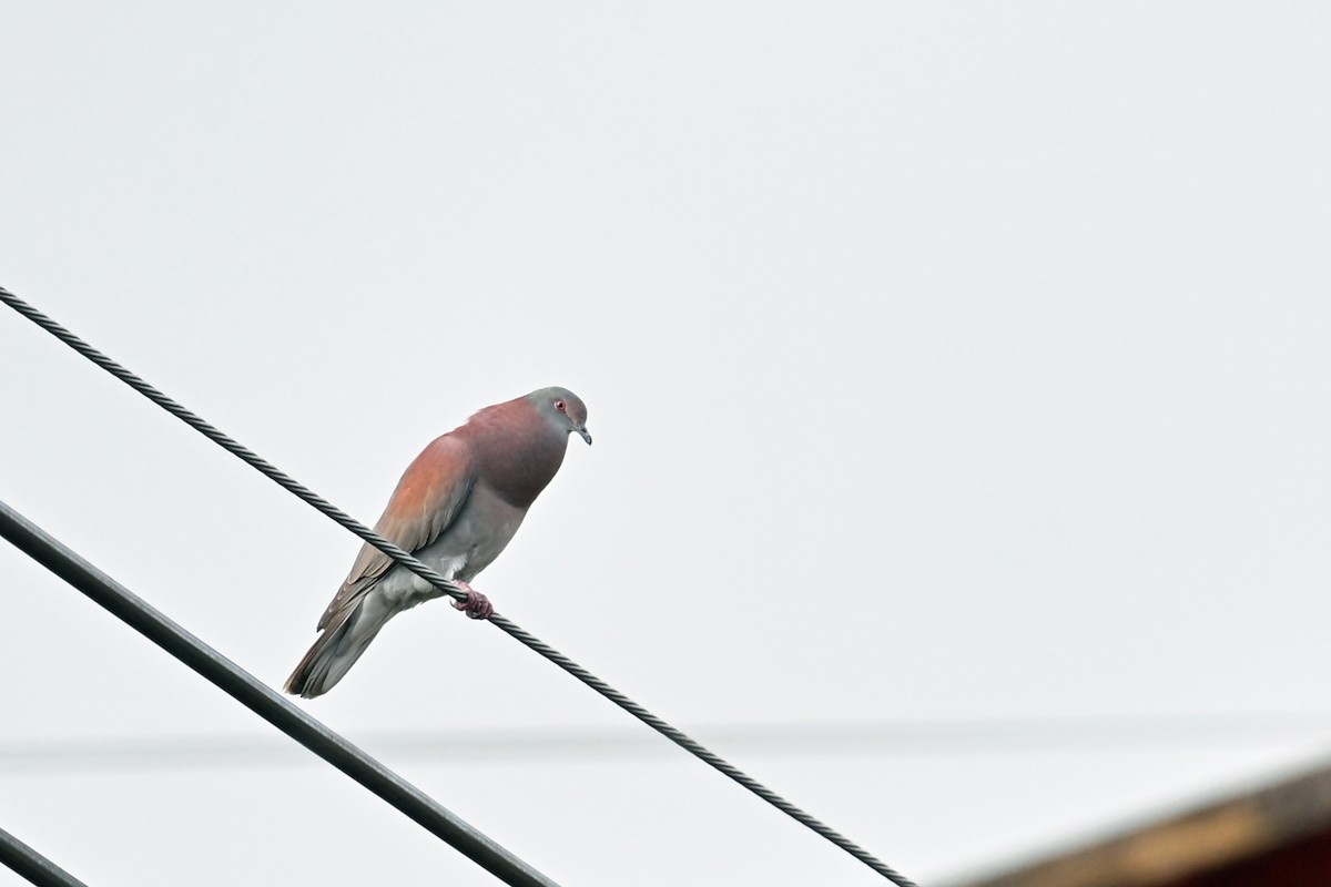 Rotrückentaube - ML646494458