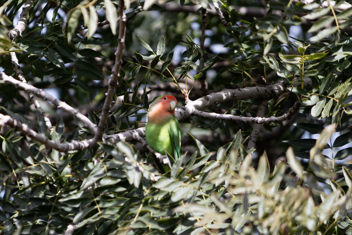 Inseparabile facciarosa - ML646494468