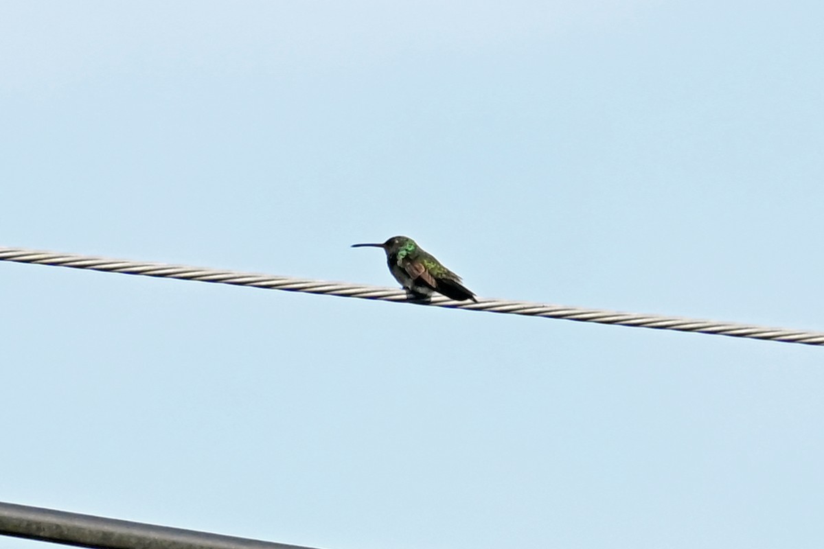 Glitzerkehlamazilie - ML646494471