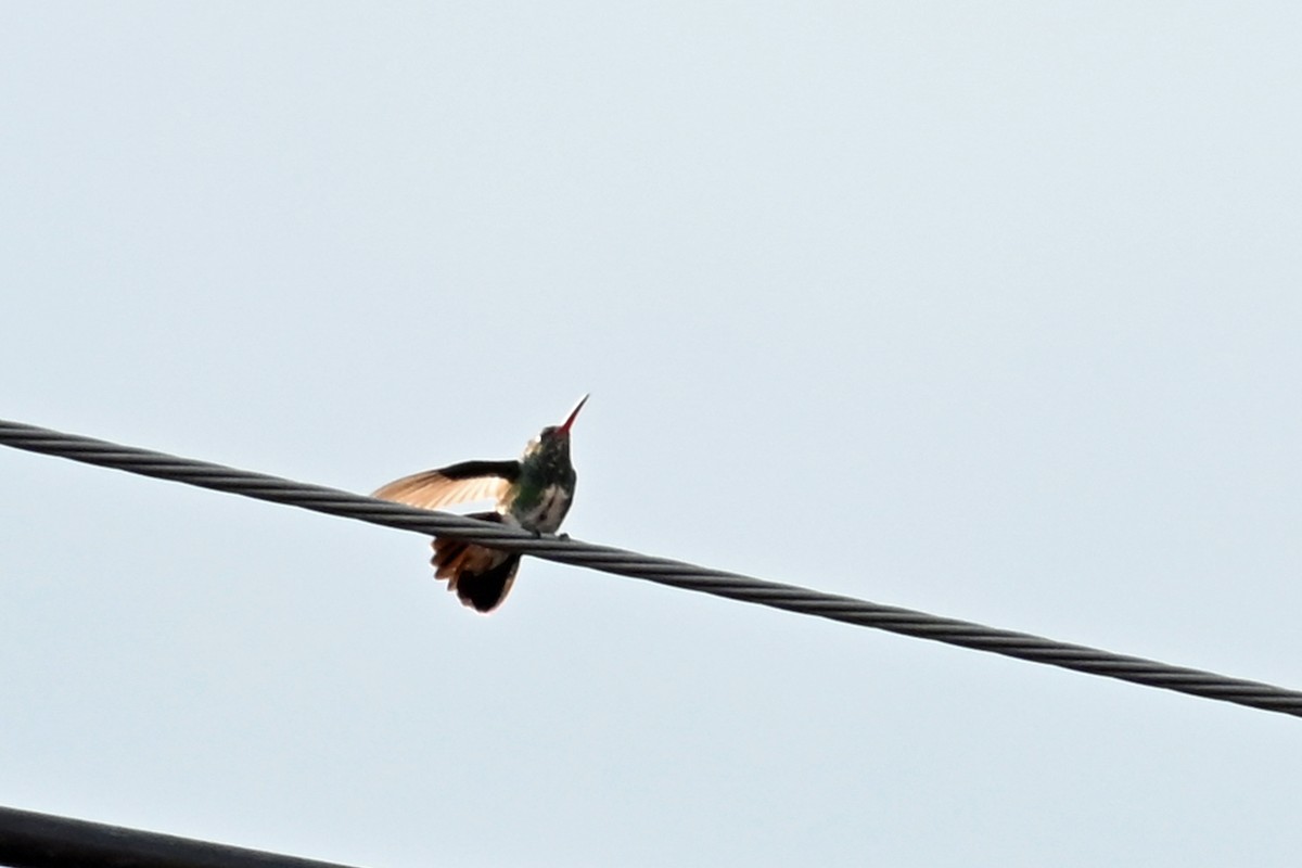 Glitzerkehlamazilie - ML646494475