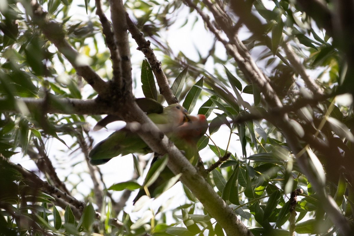 Inseparabile facciarosa - ML646494476