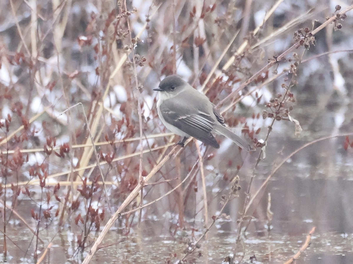 Eastern Phoebe - ML646494492