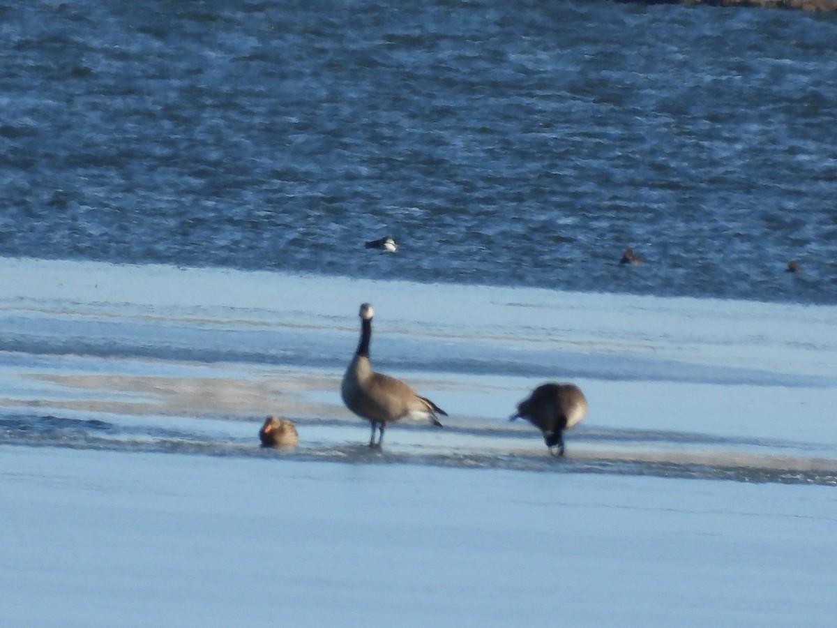 kanadagås - ML646494493