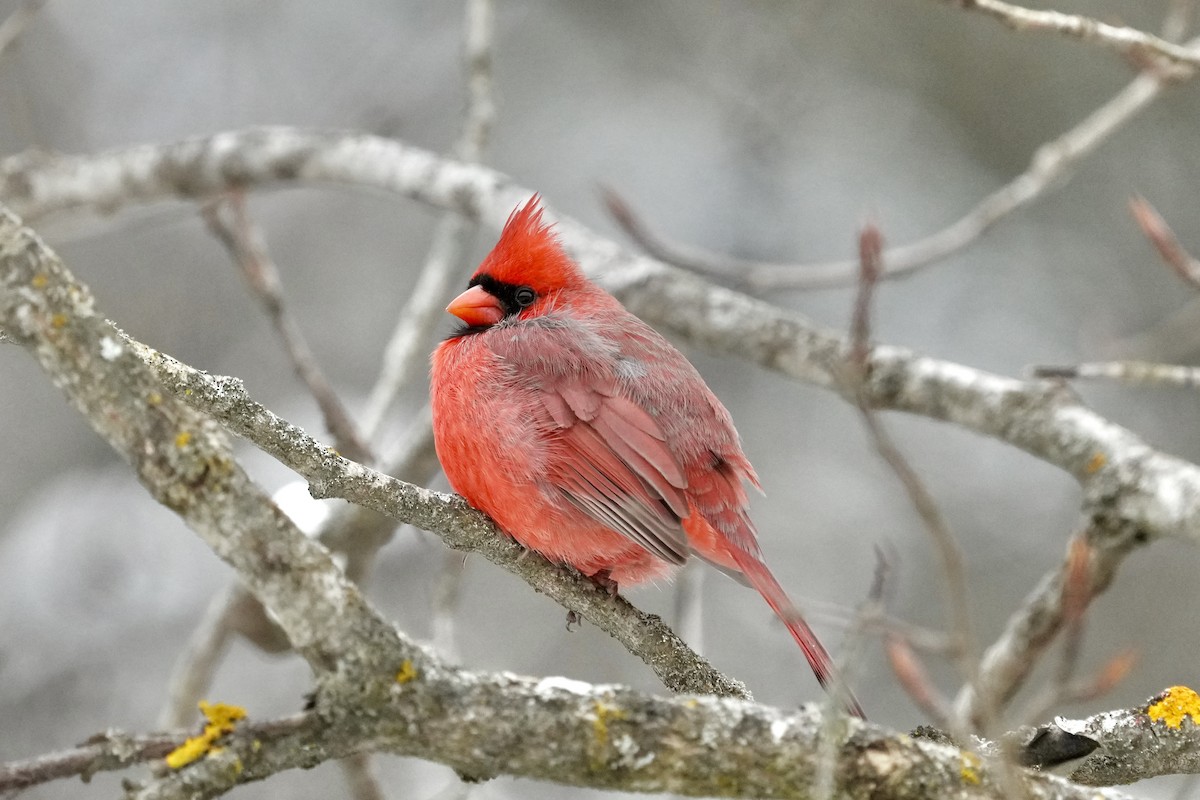 Cardinal rouge - ML646494500
