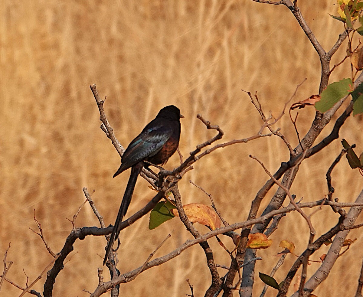 Meves Sığırcığı - ML646494501