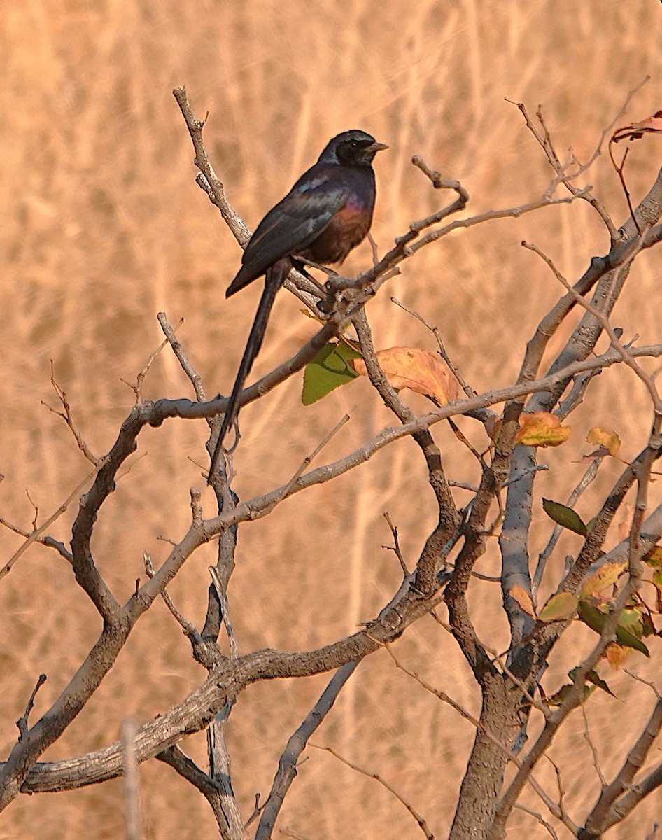 Meves Sığırcığı - ML646494502