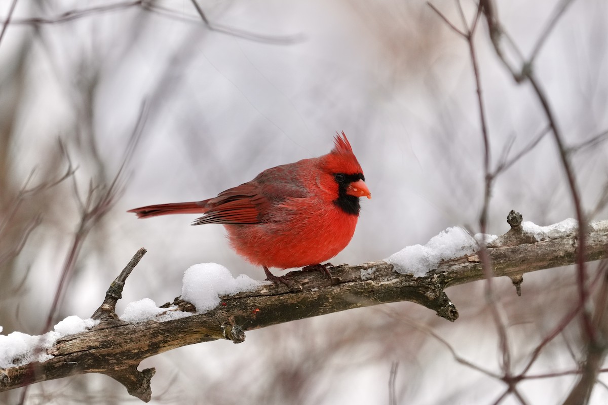 Cardinal rouge - ML646494503