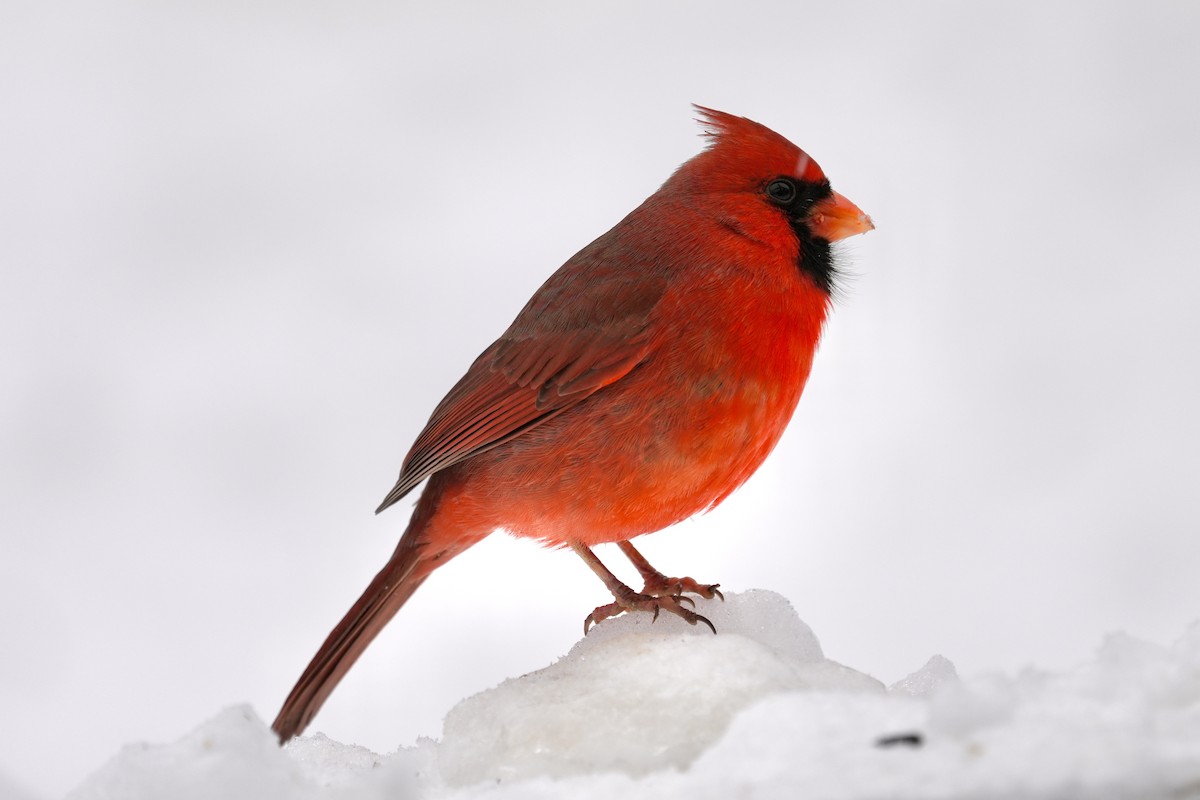 Cardinal rouge - ML646494504