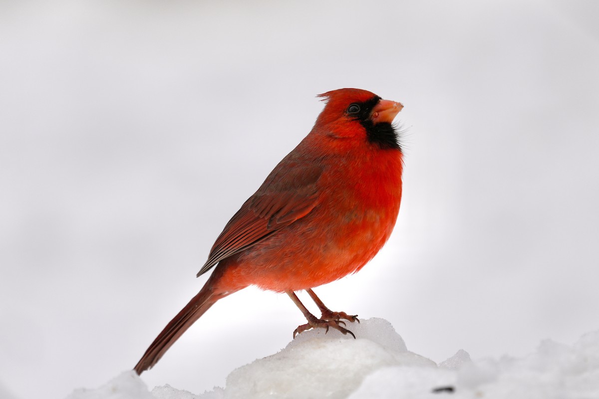 Cardinal rouge - ML646494505