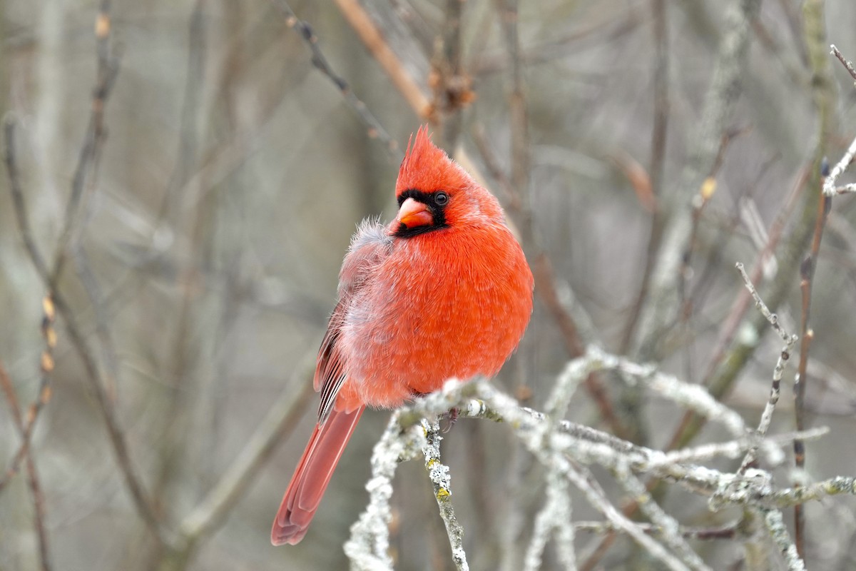 Cardinal rouge - ML646494506