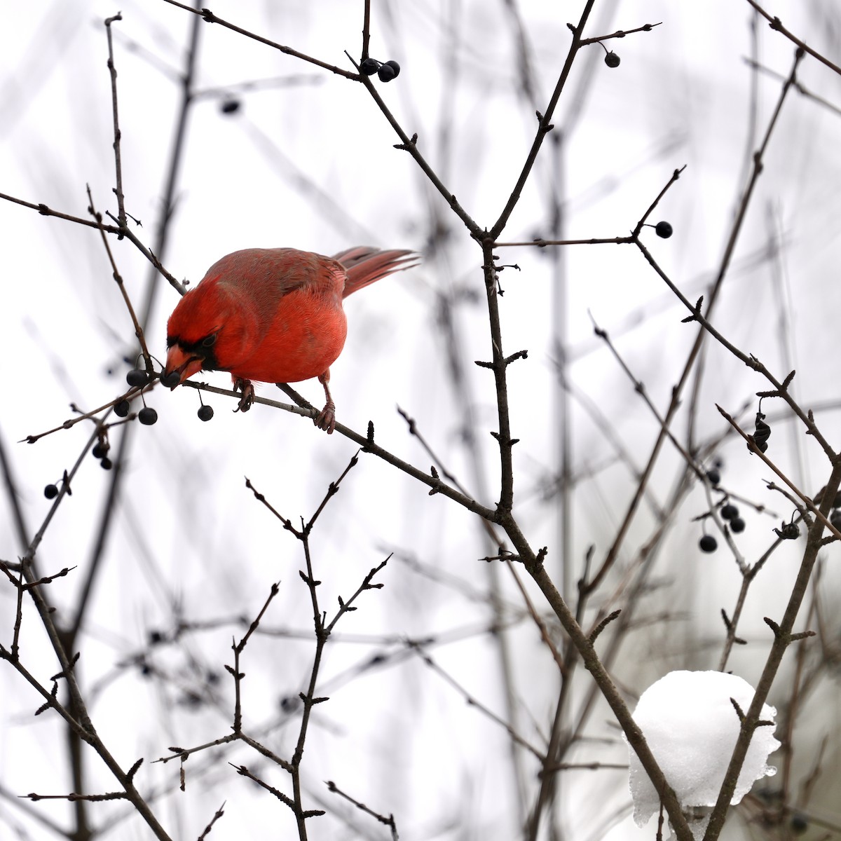 Cardinal rouge - ML646494507
