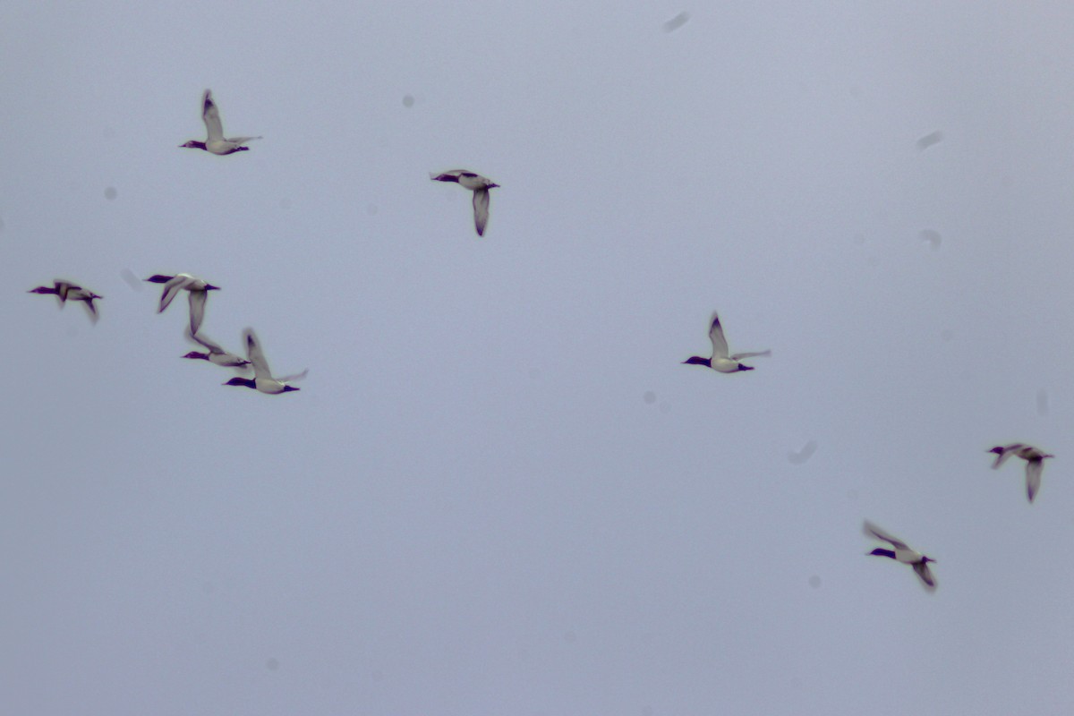 Canvasback - ML646494508