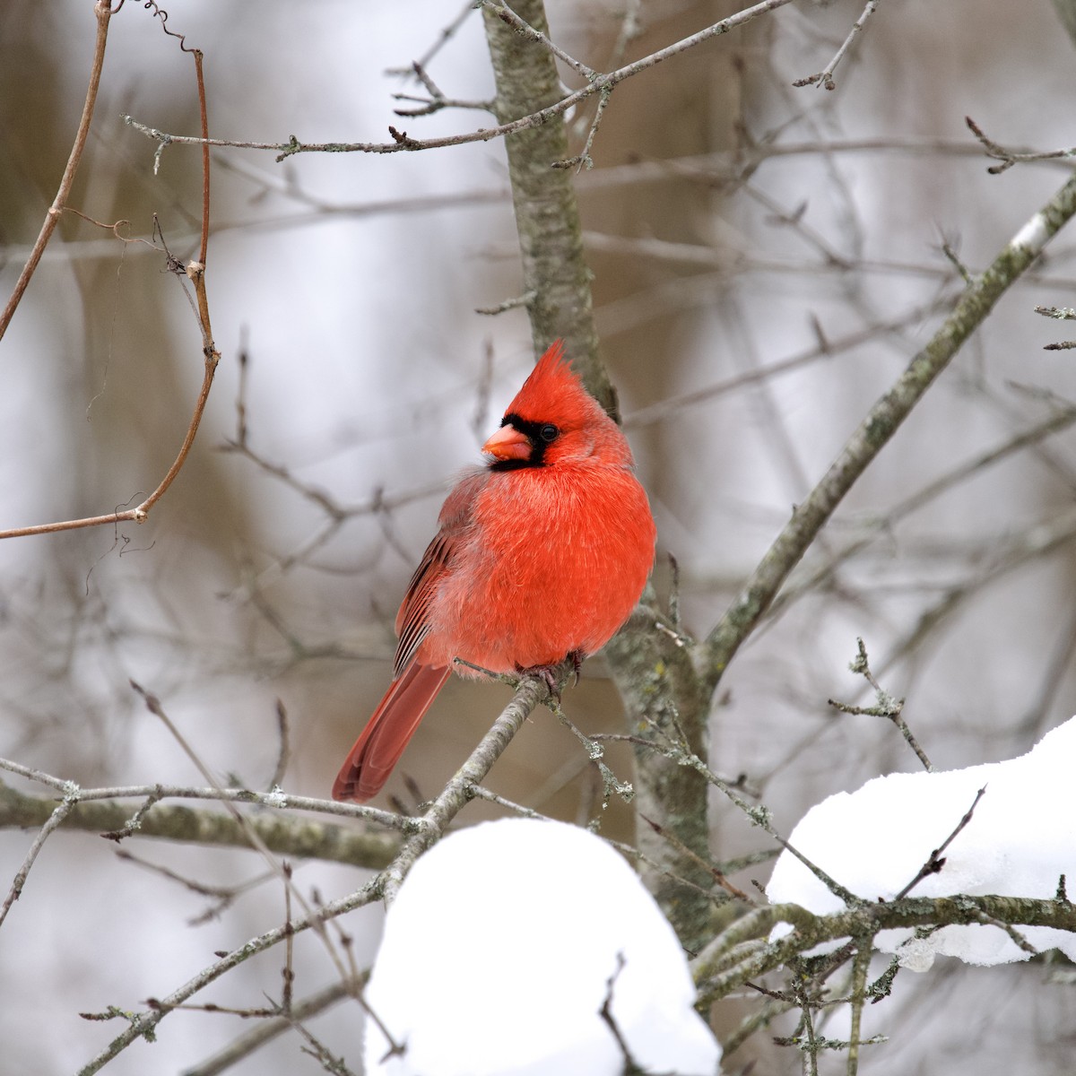 Cardinal rouge - ML646494509