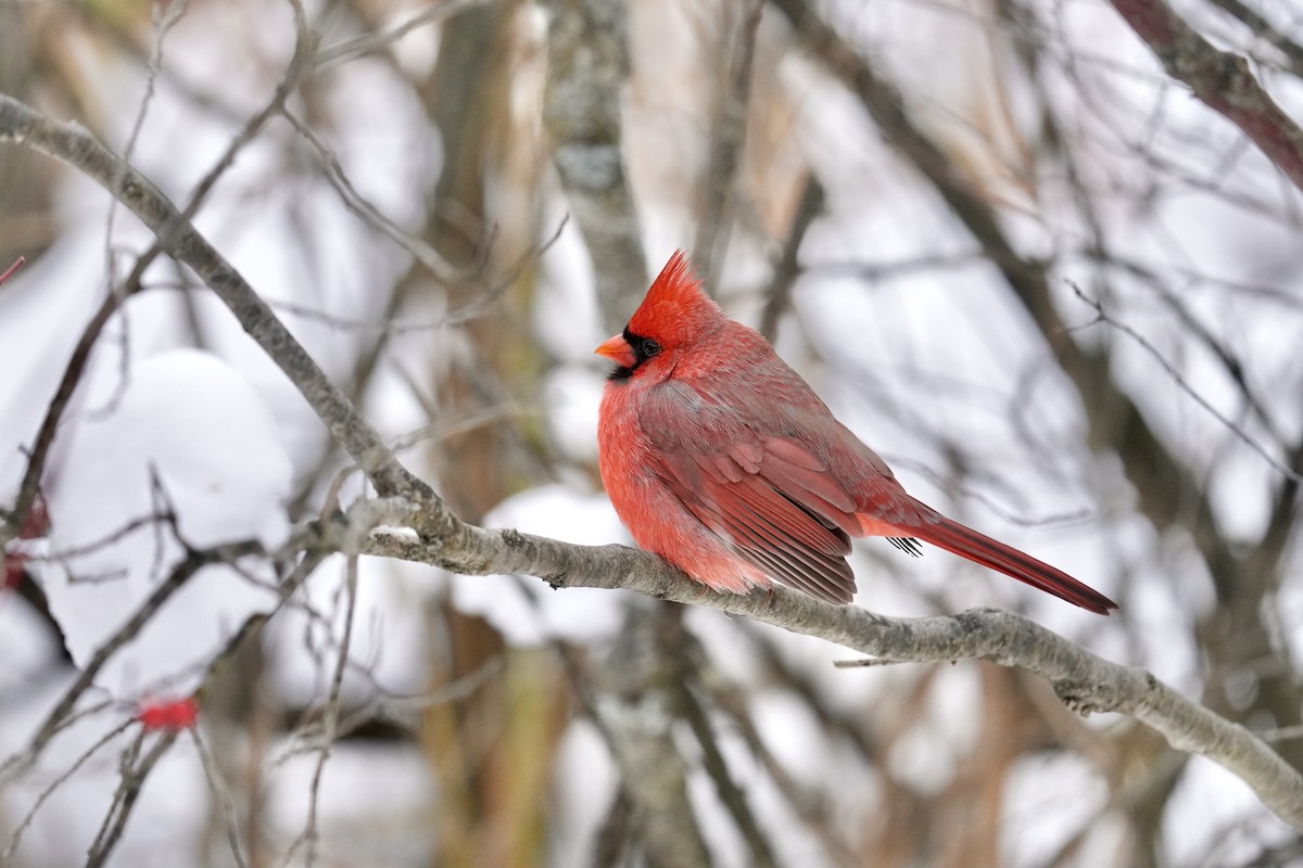 Cardinal rouge - ML646494510