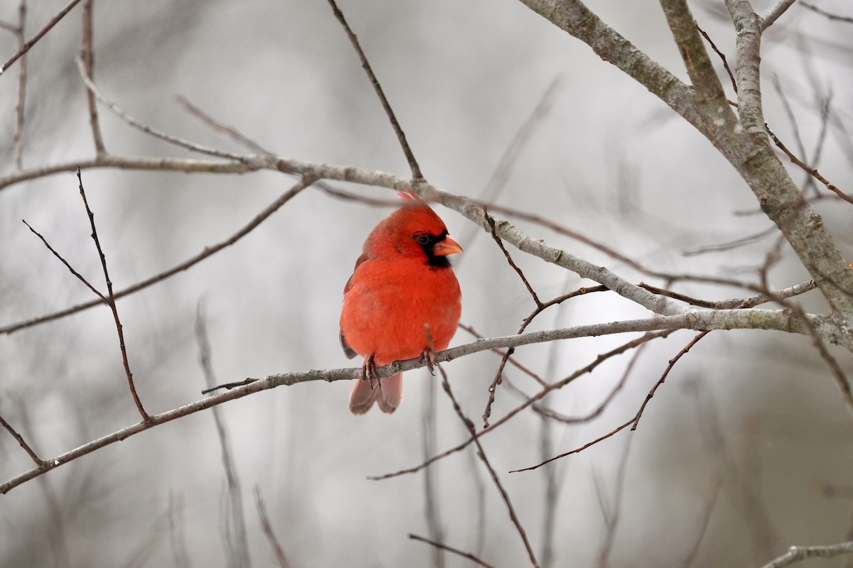 Cardinal rouge - ML646494511