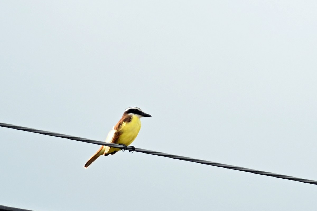 Schwefelmaskentyrann - ML646494512