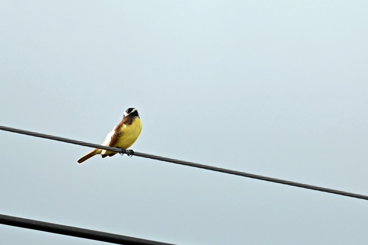 Schwefelmaskentyrann - ML646494513