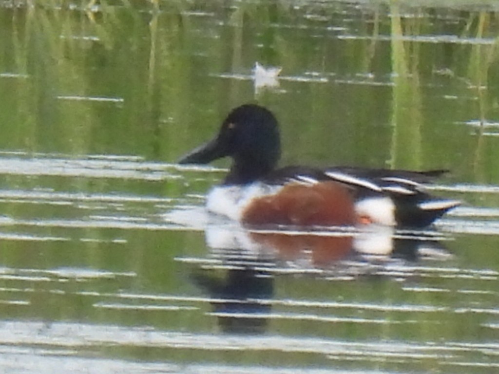 skjeand - ML646494515