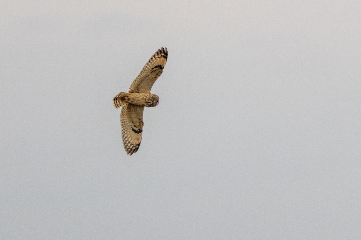 Búho Campestre (Norteño) - ML646494516
