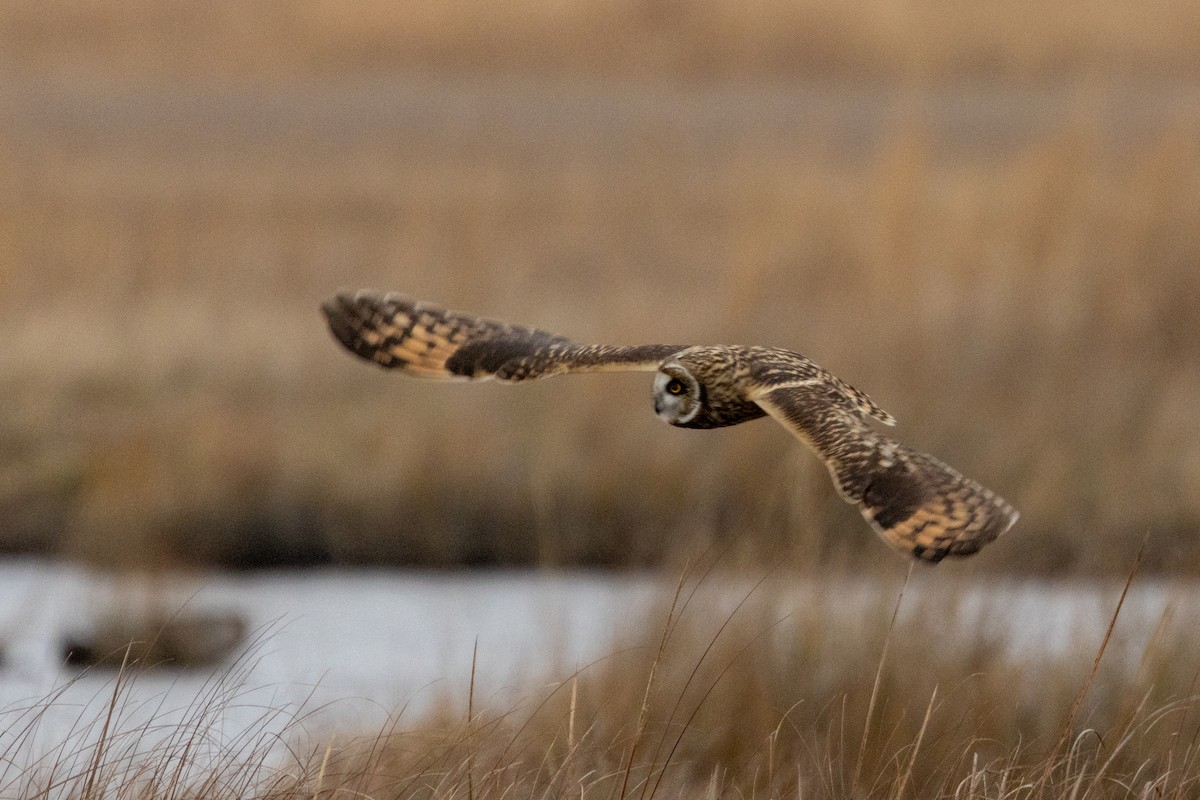Búho Campestre (Norteño) - ML646494517