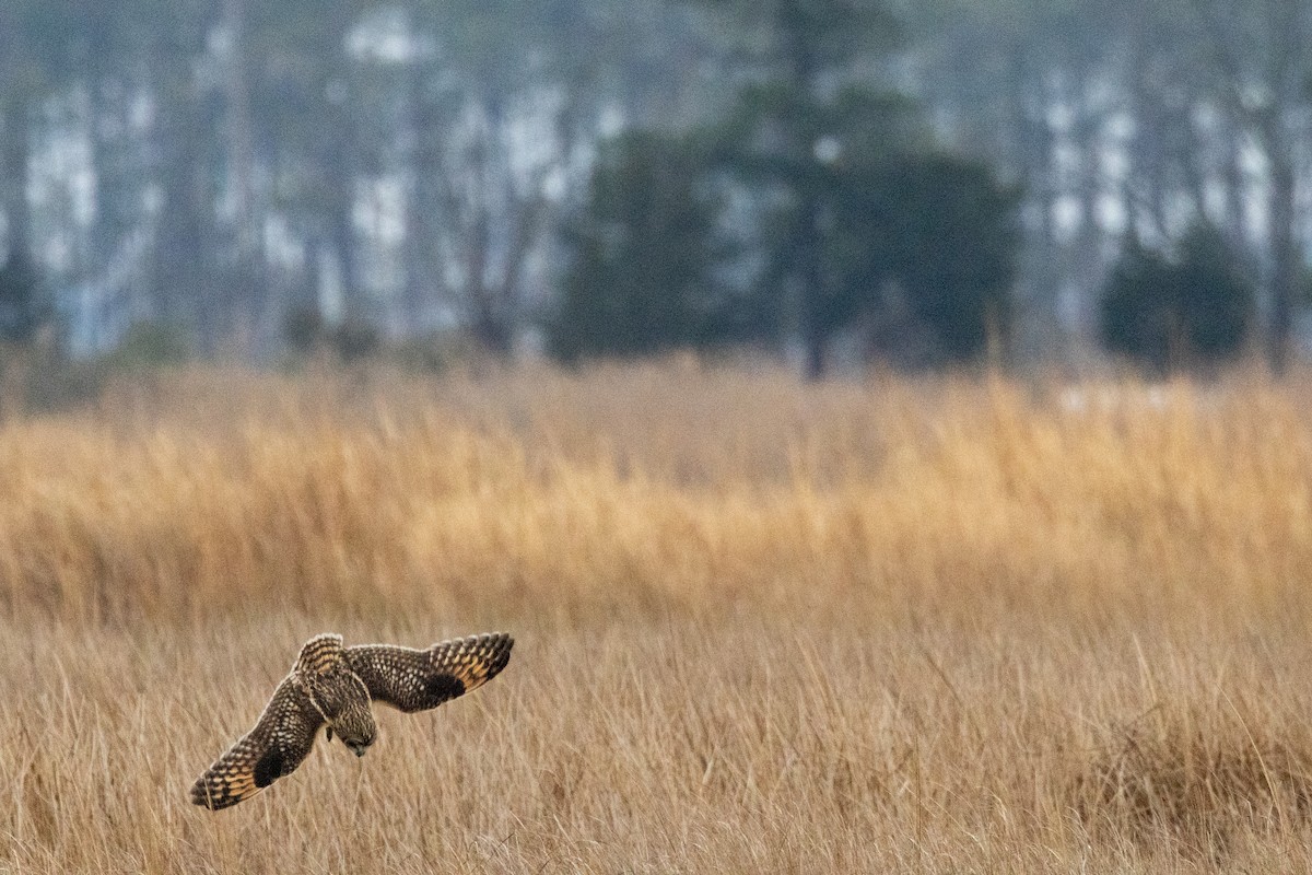 Búho Campestre (Norteño) - ML646494518