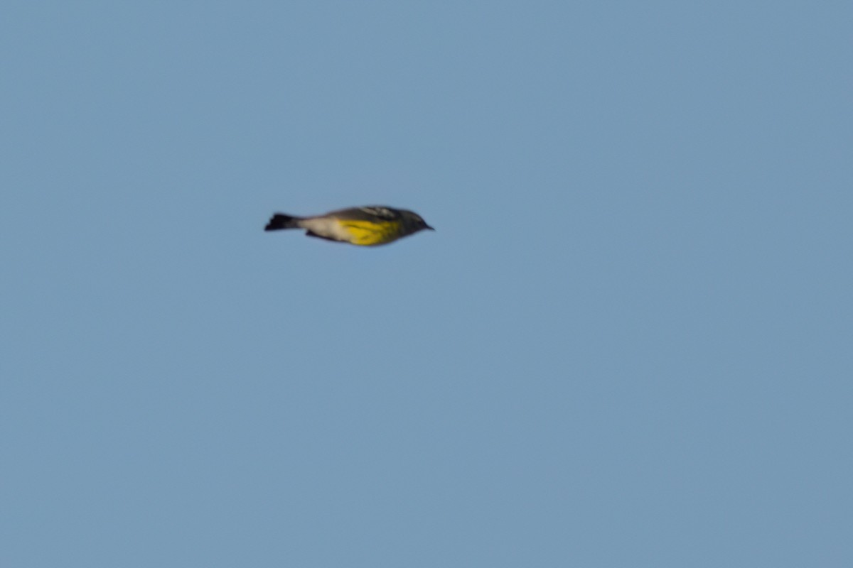 Magnolia Warbler - ML646494519