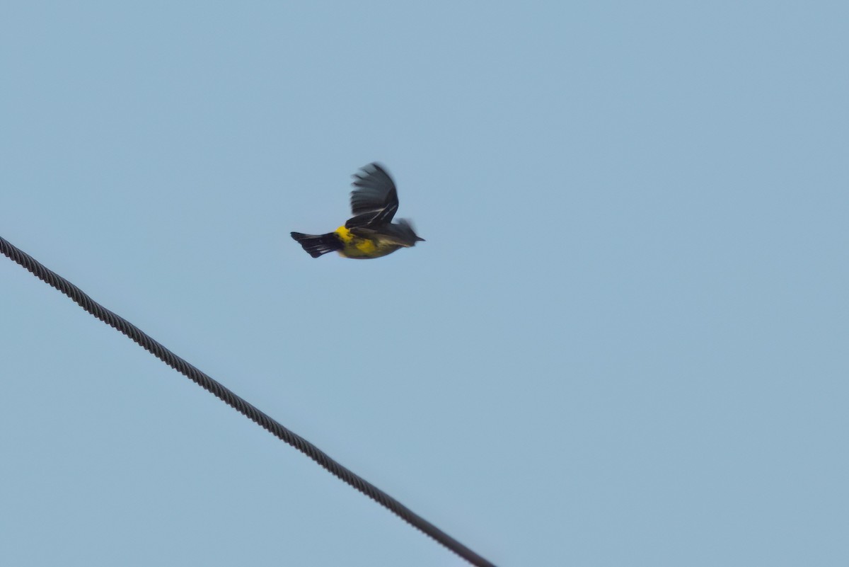 Magnolia Warbler - ML646494520