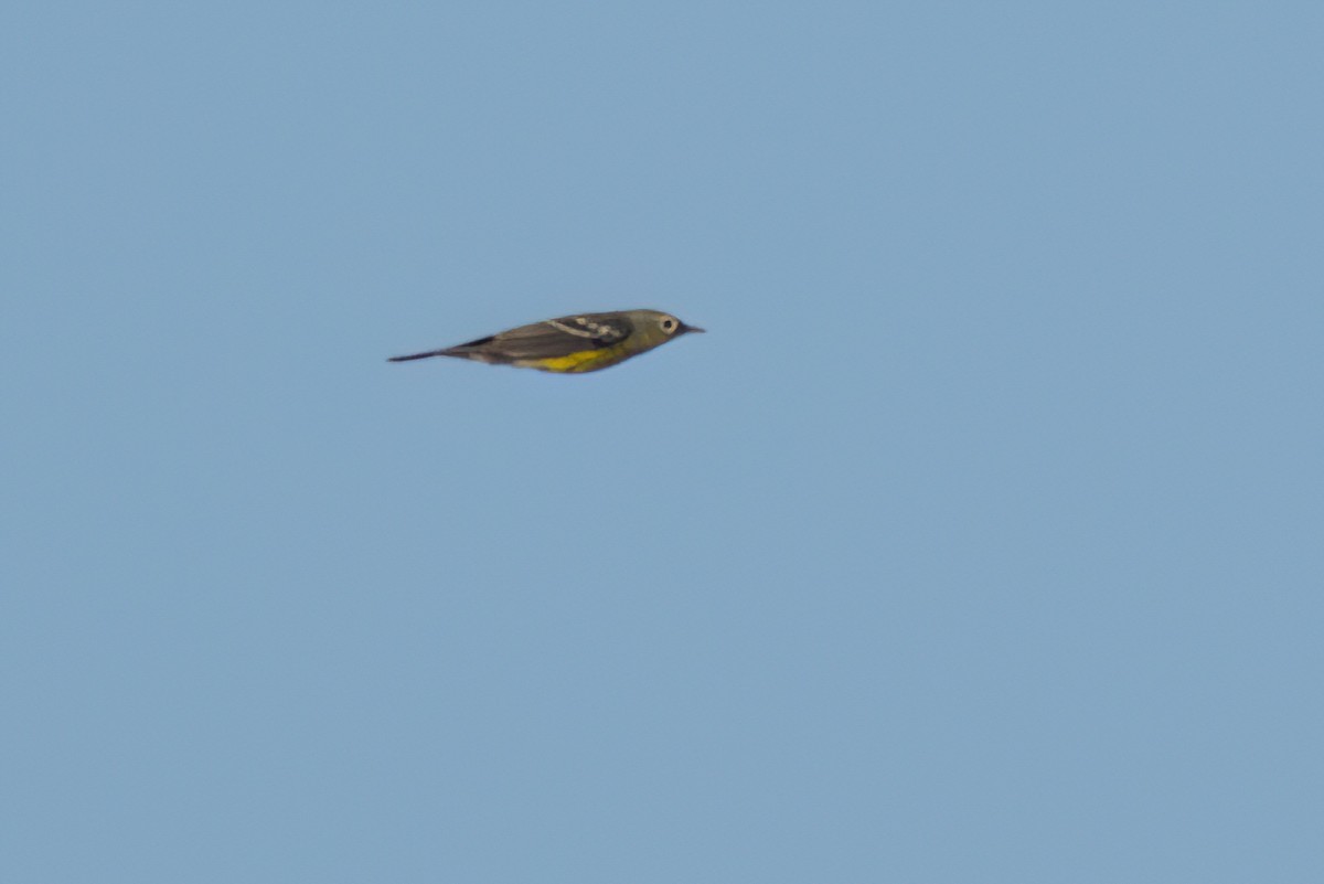 Magnolia Warbler - ML646494521