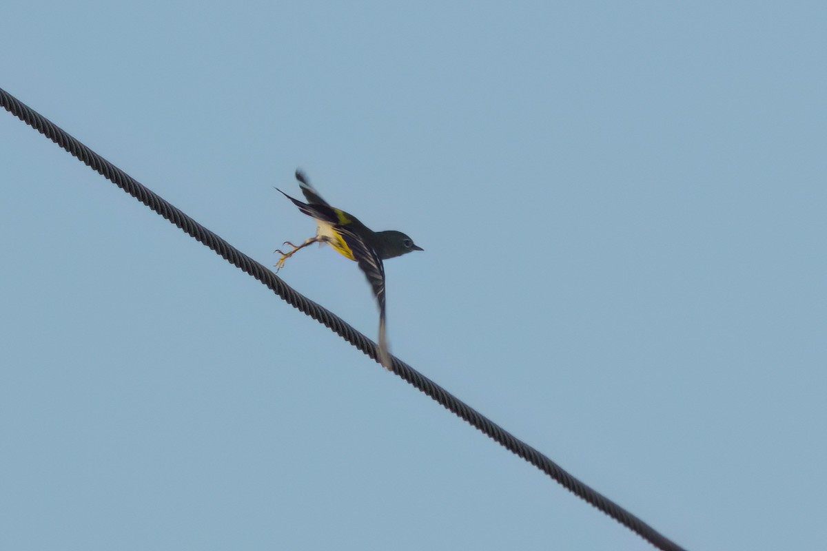 Magnolia Warbler - ML646494525