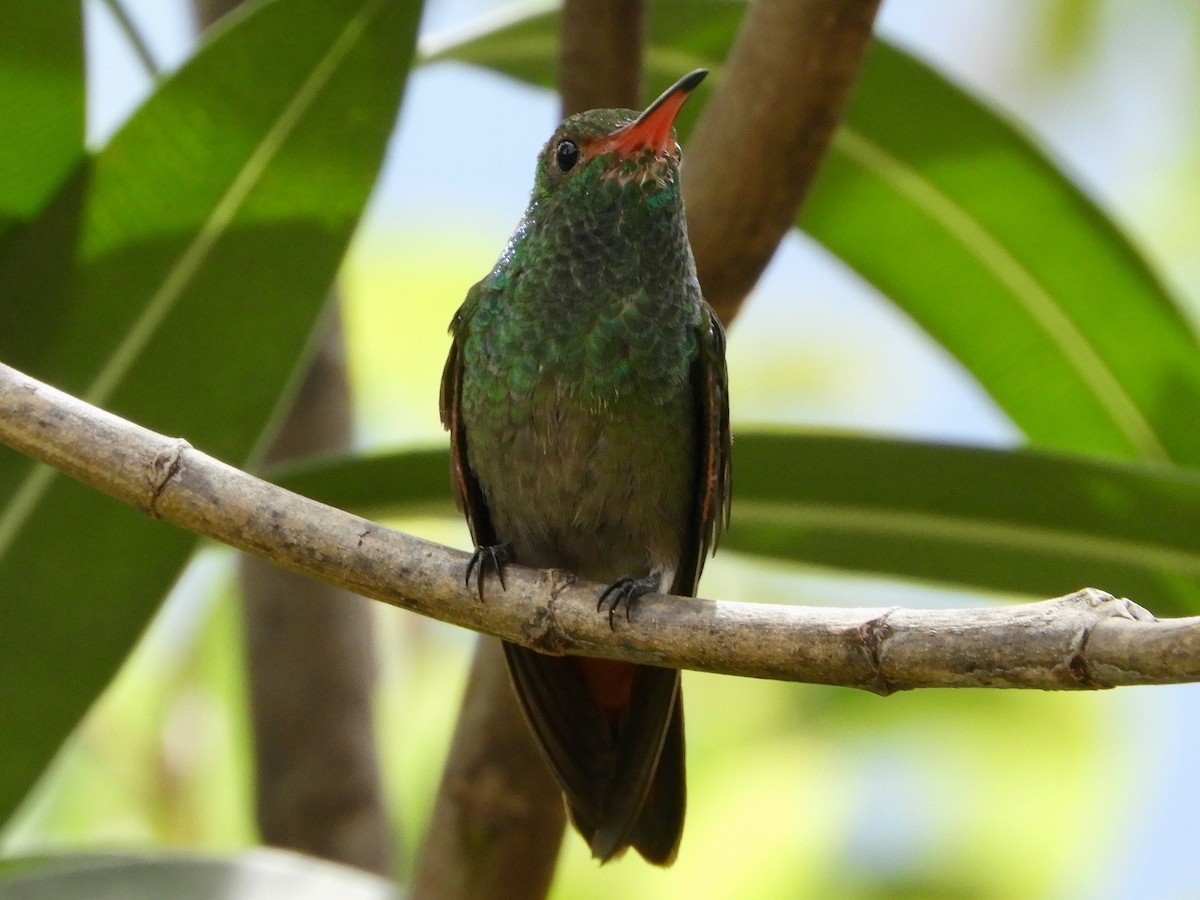 Rufous-tailed Hummingbird - ML646494526