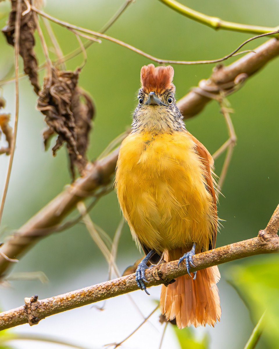 Batará Barrado - ML646494531