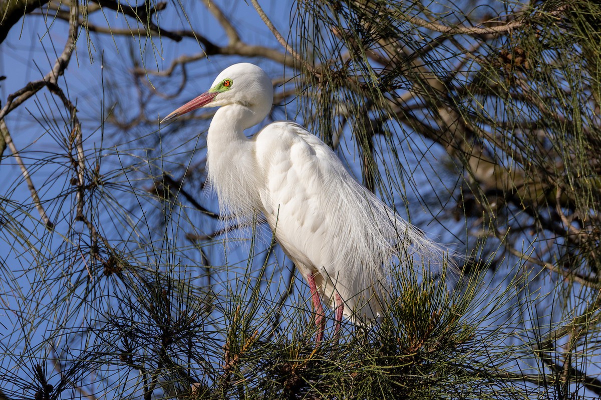 Plumed Egret - ML646494533