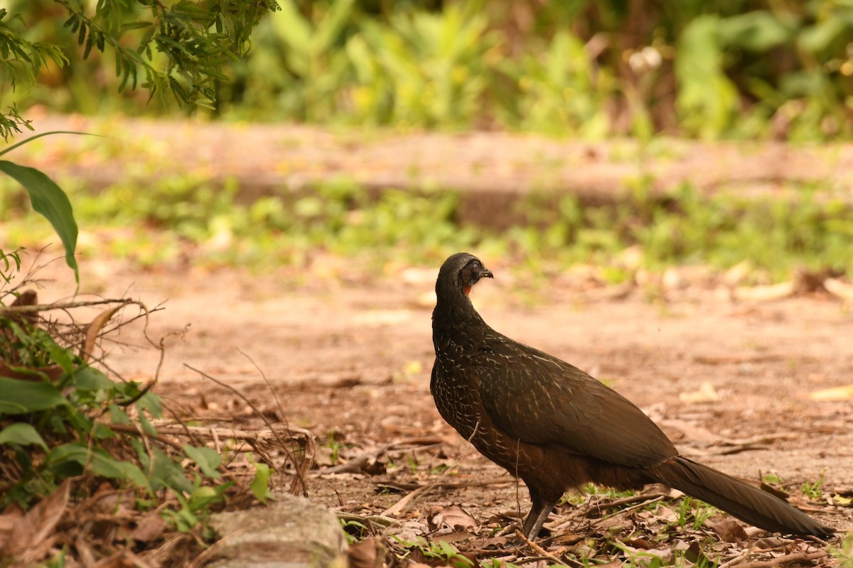 guan tmavonohý - ML646494537